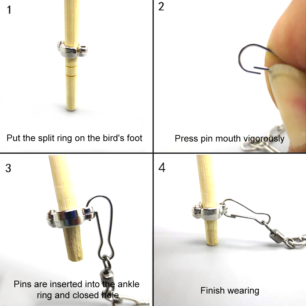 1 pz anello per gamba di pappa - Pet Supplies Ringwood recensione e prezzo